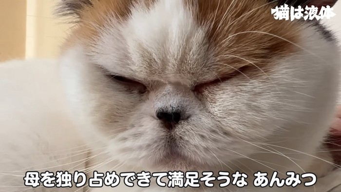 三毛猫の顔