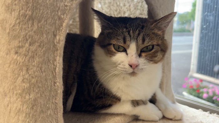 キャットタワーにいる成猫
