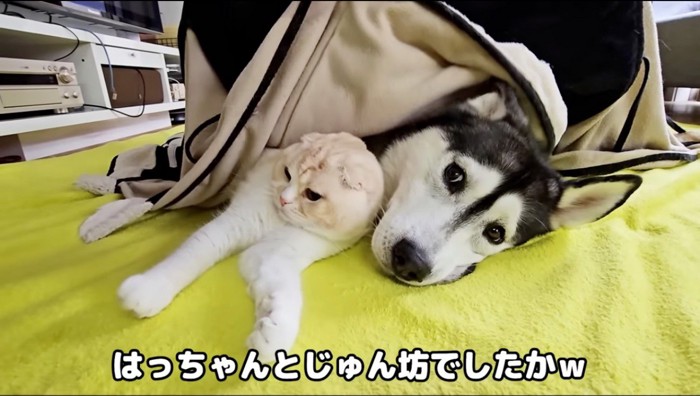 こたつ布団から顔を出す猫とハスキー犬