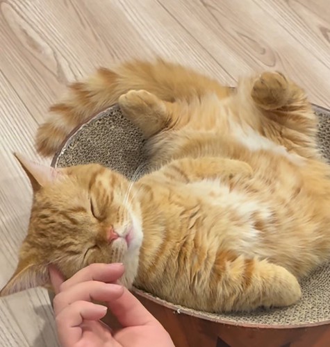 飼い主に額を指で撫でられて眠る猫