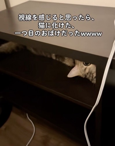 覗く猫
