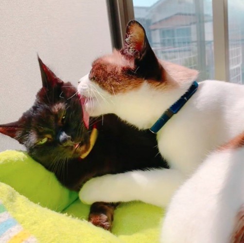 毛繕いする猫