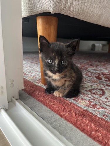 座っている子猫