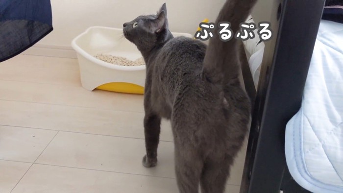 ぷるぷる