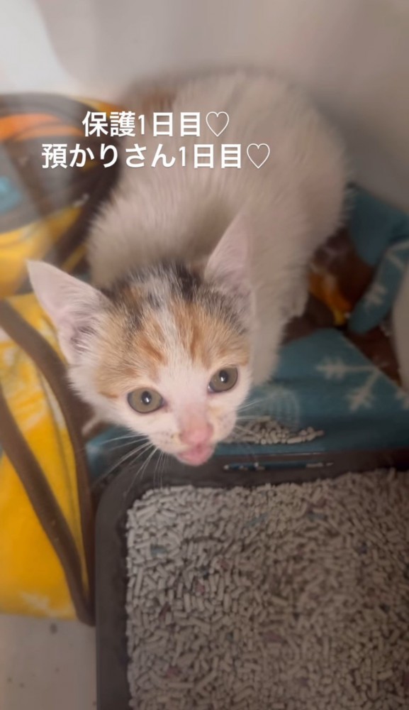 鳴いている子猫