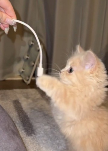 スマホのコードを両前足で叩く子猫
