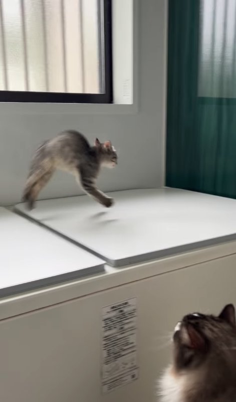 背中を丸めながらバスタブの蓋の上を走る子猫