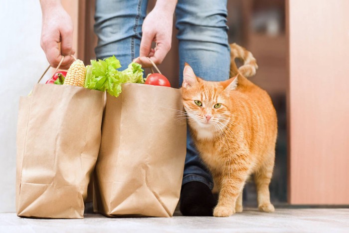 飼い主の帰りを待っていた猫