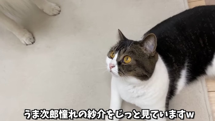 寝そべって見上げる猫