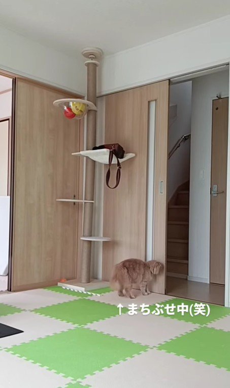 待ち伏せをする猫