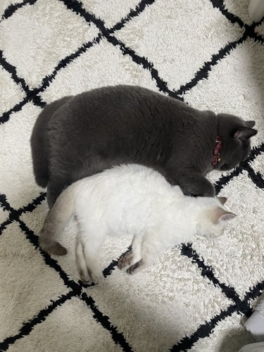 寝ている2匹の猫