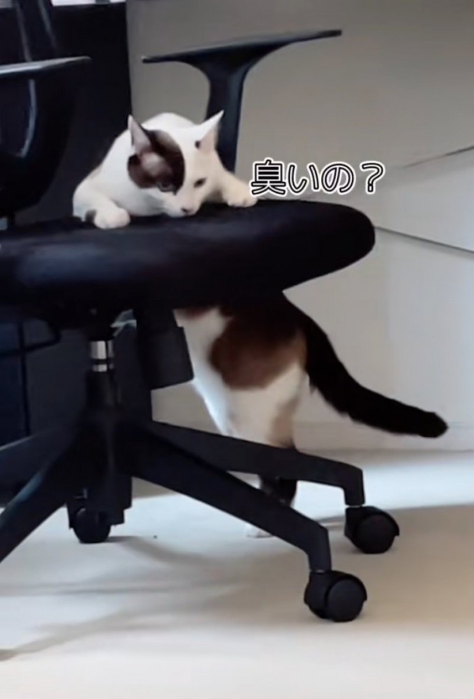 椅子の匂いを嗅ぐ猫