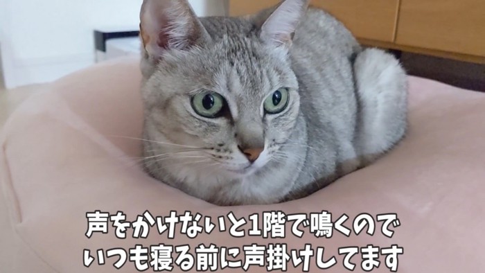 クッションでくつろぐ猫