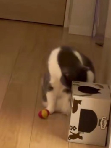毛づくろいする猫