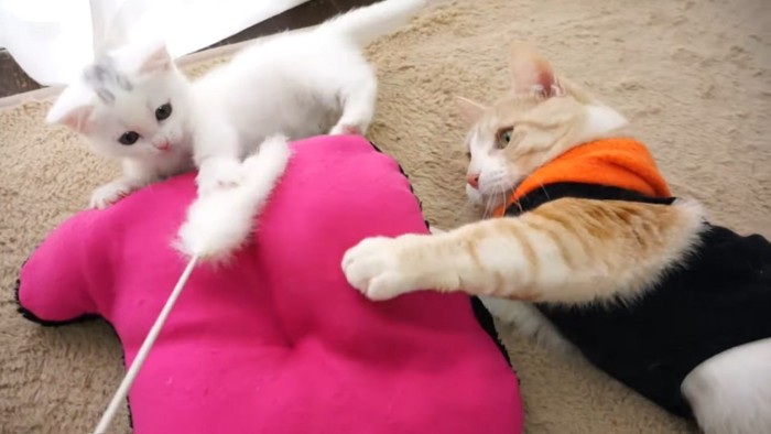 白い子猫と服を着た猫