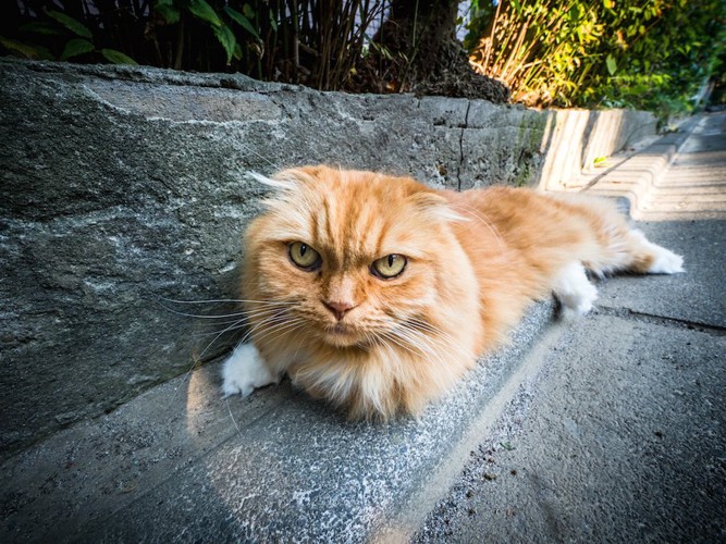 道路の端で休んでいる猫