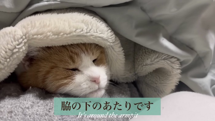 布団をかぶって寝ているミケ