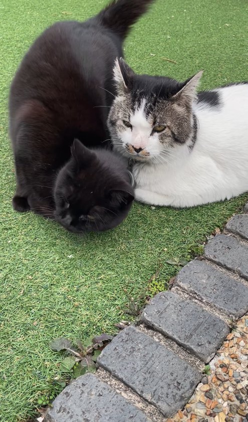 人工芝の上で香箱座りをする白サバと擦り寄る黒猫