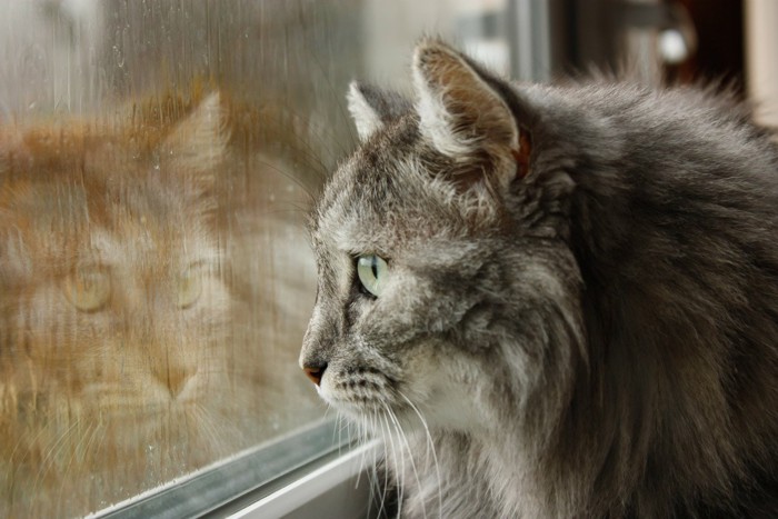 雨の日に外を眺める猫