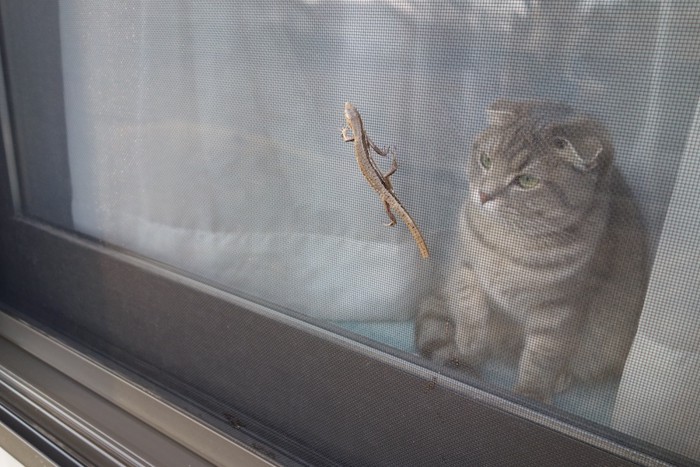 網戸越しに獲物を狙う猫