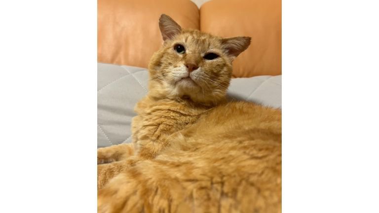 室内にいる猫