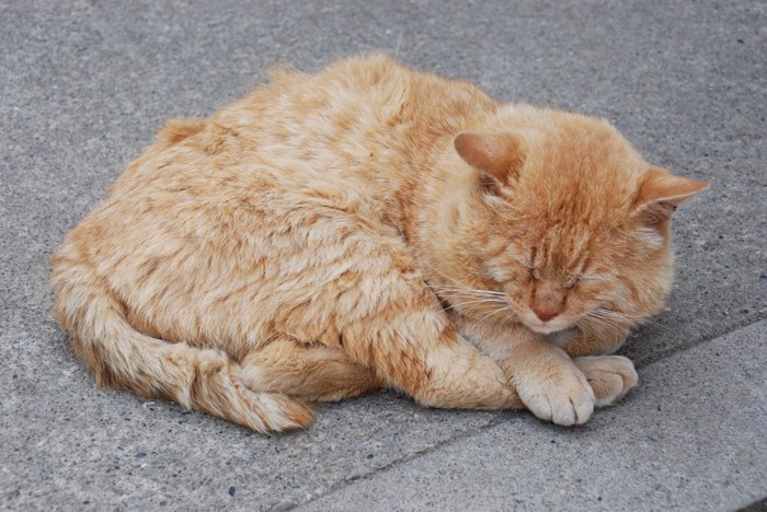 眠っている猫