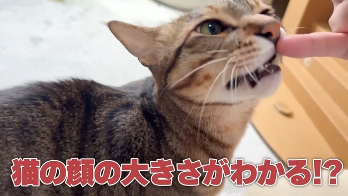 人の指に顔を近づける猫