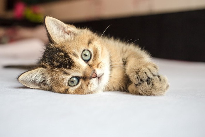 目を開けて横になっている子猫