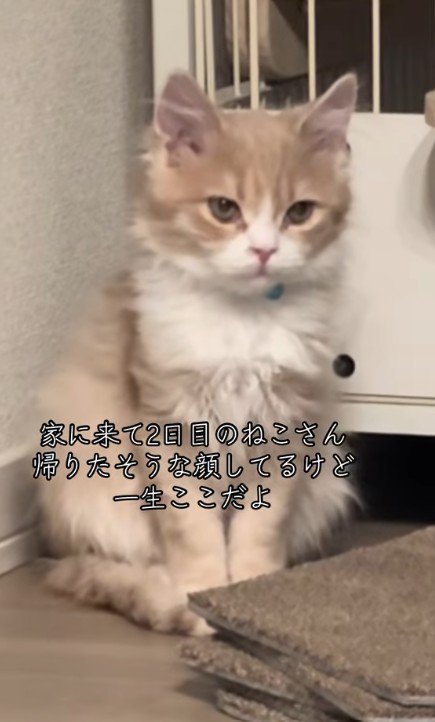 不満そうな表情の猫