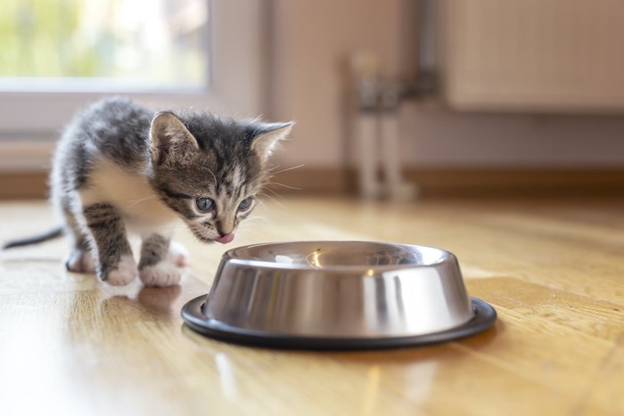 フードボウルの前で舌を出している子猫