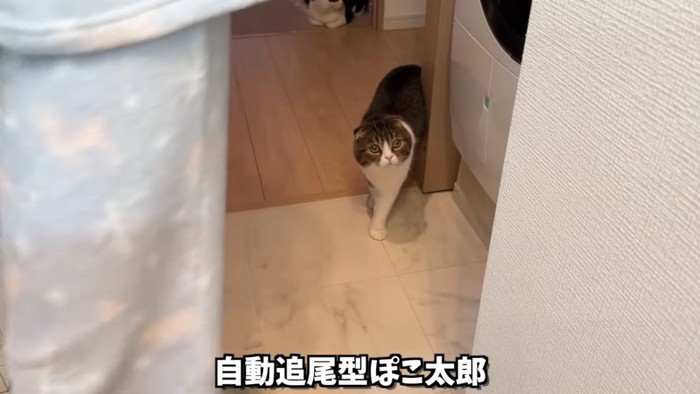 立っている猫