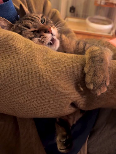 口を開けて怒る猫