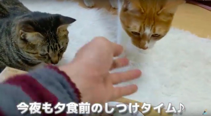 猫にしつけ