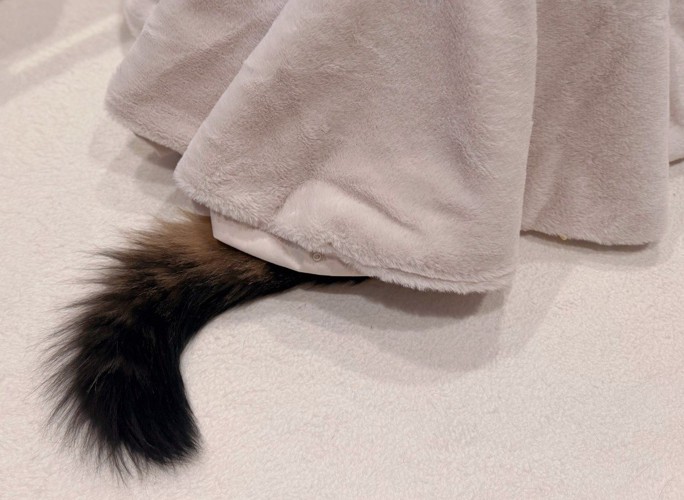 こたつから出る猫のしっぽ(アップ)