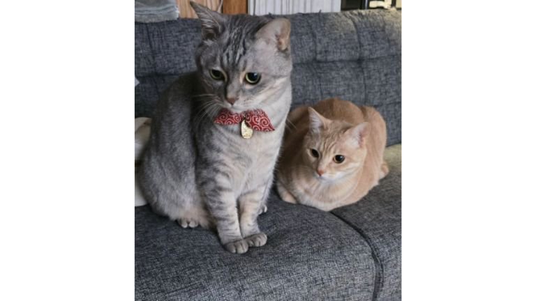 室内にいる猫たち
