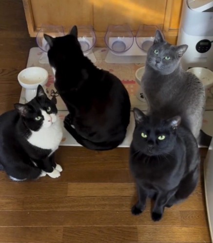 ごはんの時間になって皿の前に集まる猫たち