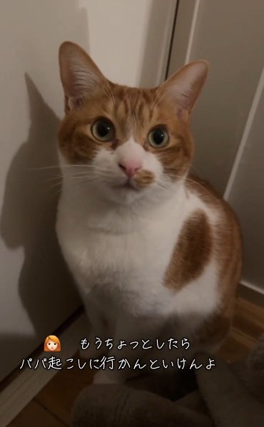 話しかけられている茶白猫