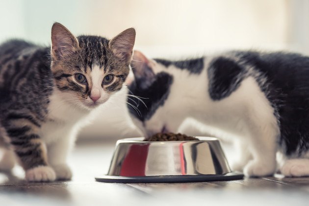 人気の餌を食べそこねた猫