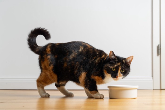 ご飯を食べるサビ猫