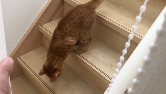 階段上から様子を伺うもちくん