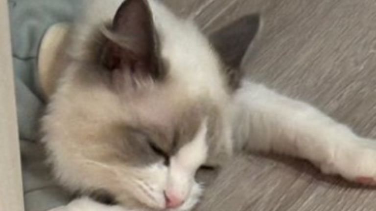 廊下で眠る猫