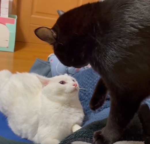 ケンカをしている2匹の猫