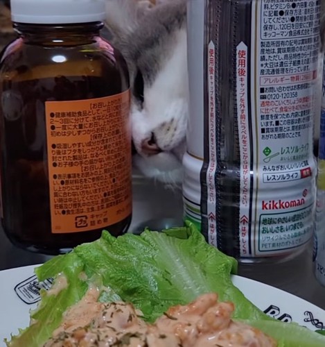 食事を狙う猫