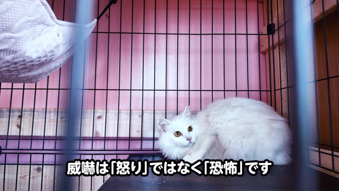 ケージの中で小さくなる猫