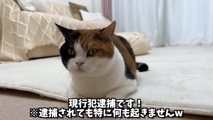 座る猫