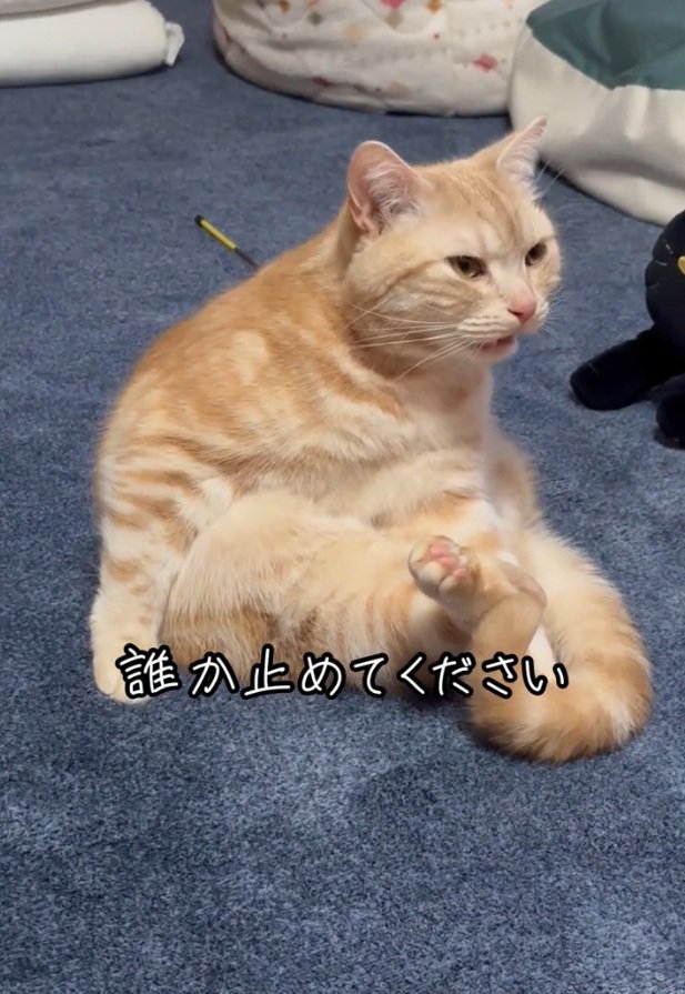 臭そうな顔をするゴロちゃん