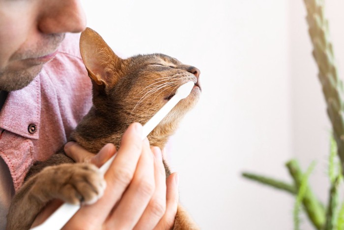 男性と歯磨き中の猫