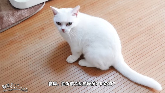 座る猫