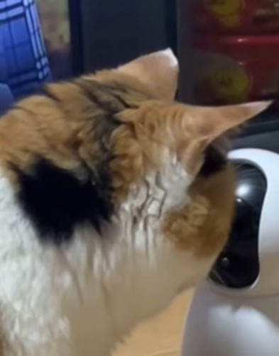 カメラを至近距離で見つめる猫
