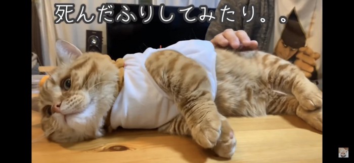 寝そべる猫